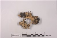 藏品(網梅衣)的圖片